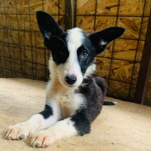 TAMENA - reserviert Second Chance Dogs vermittelt
