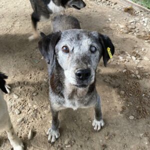ODIE - linkes Auge blind - auf Gnadenplatz-PS in PLZ 5 ausgereist