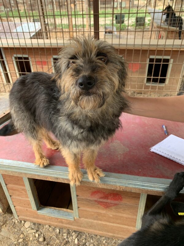 MINDI - reserviert Second Chance Dogs vermittelt – Bild 2
