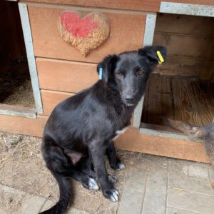 HOBY - auf Pflegestelle PLZ 2, dann 9 ausgereist