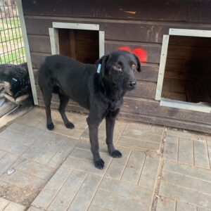 CARLIE - vermisst 04/2023