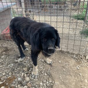 HALVAR - vermisst 04/2023