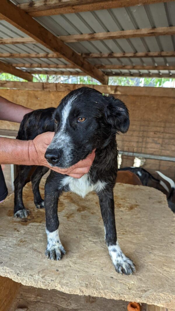 DUFFEL - reserviert Second Chance Dogs vermittelt