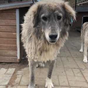 WYATT - linkes Hinterbein steif und nicht/kaum belastbar - reserviert TH Gifhorn - vermittelt