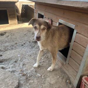 JOELINE (= ANASTASIA)