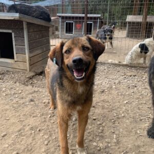 KIMO - reserviert TH Gelnhausen vermittelt