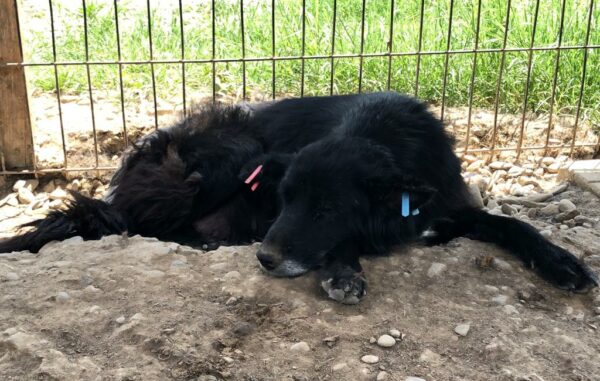 UMBRIA (♀) - resignierte Seniorin, seit 2020 im Shelter – Bild 6