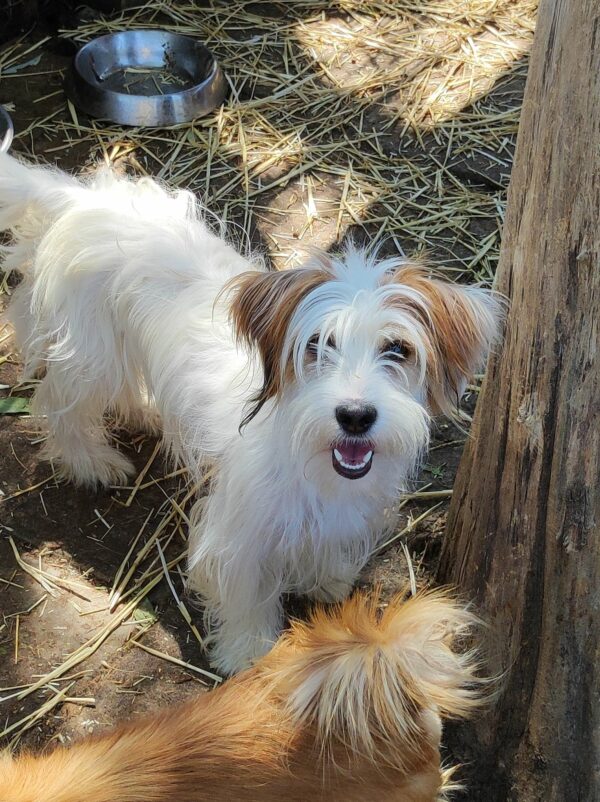MARILOU - reserviert Second Chance Dogs vermittelt