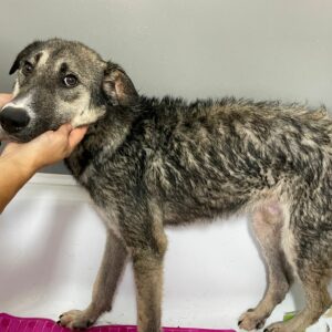 VADIM - reserviert Tierhilfe Lebenswert DR - vermittelt