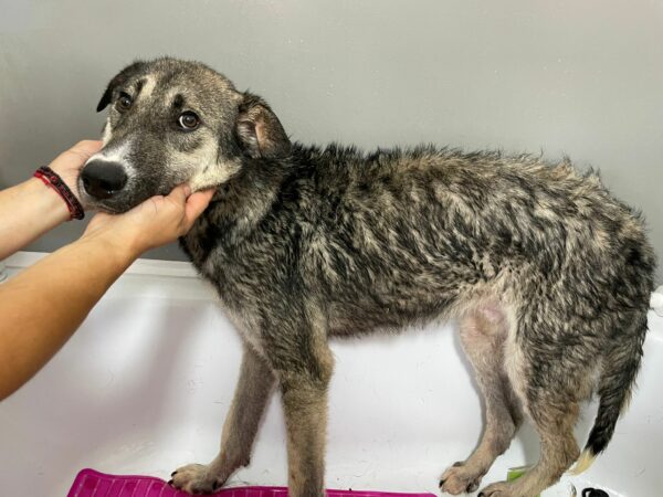 VADIM - reserviert Tierhilfe Lebenswert DR - vermittelt