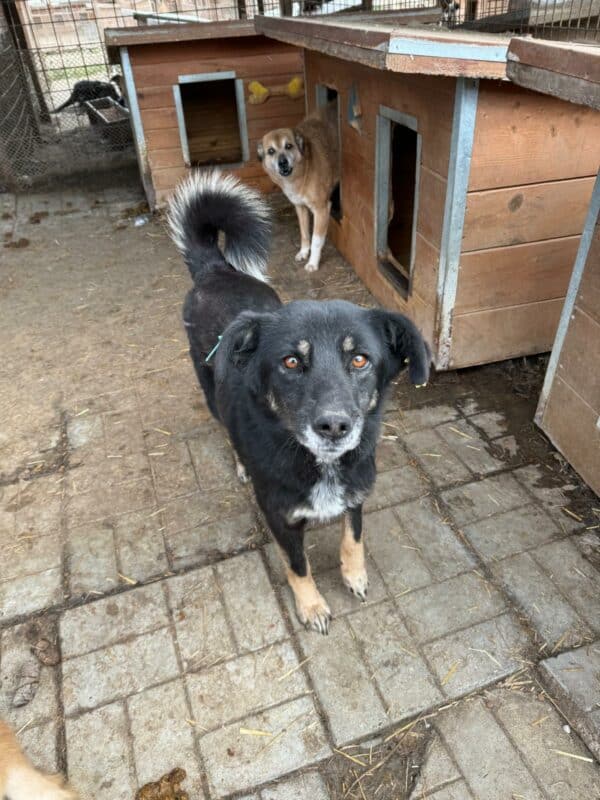 RONYA (♀) - seit 2021 im Shelter – Bild 4