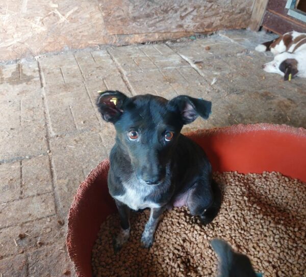 GINNY - auf Pflegestelle in PLZ 5 vermittelt