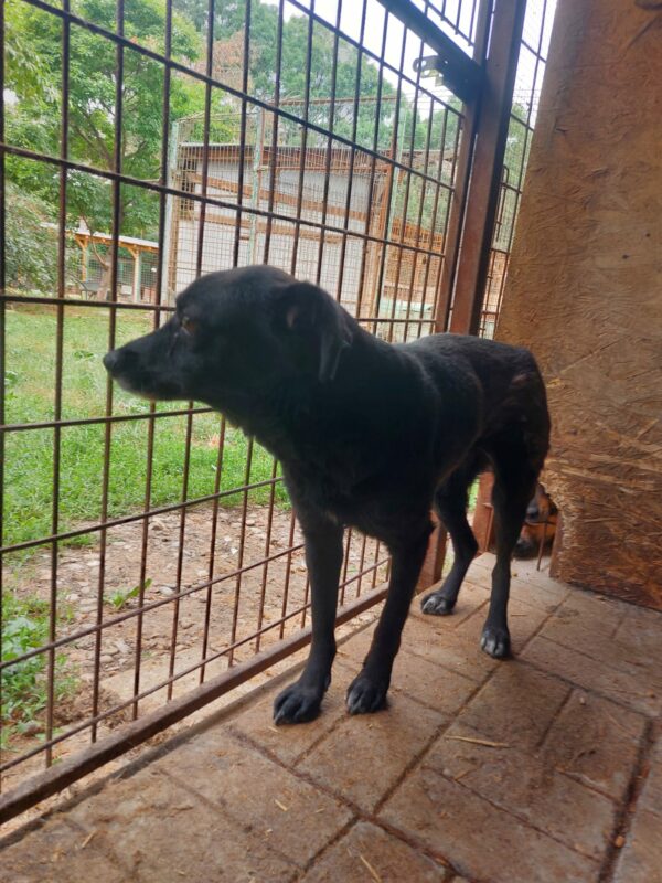 TRUDI (♀) – Bild 8