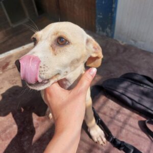PEPPERMINT - reserviert Tierhilfe Lebenswert DR (05.08.) - vermittelt