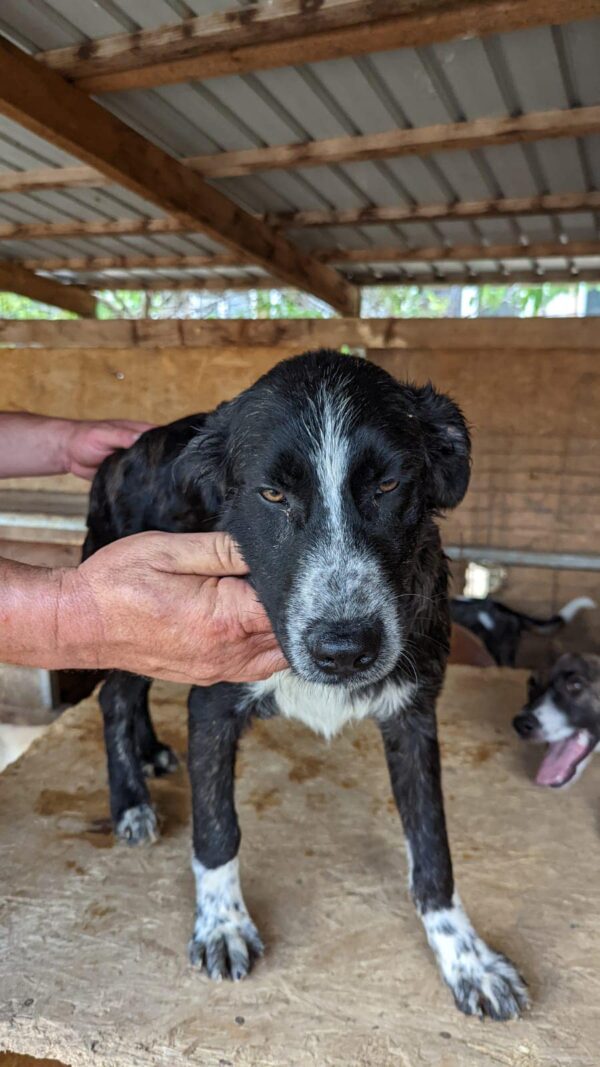 DUFFEL - reserviert Second Chance Dogs vermittelt – Bild 2