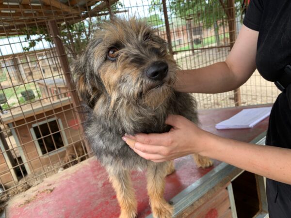 MINDI - reserviert Second Chance Dogs vermittelt
