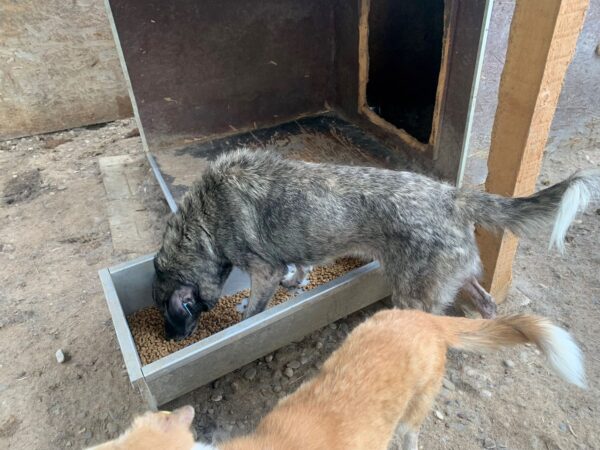 DALILAH - reserviert Tierhilfe Lebenswert DR (31.08.) - vermittelt – Bild 2