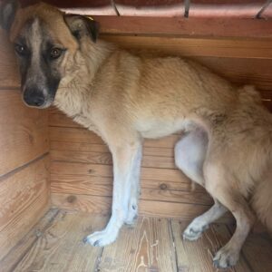 LOVIS - auf Pflegestelle in PLZ 4 *vermittelt*