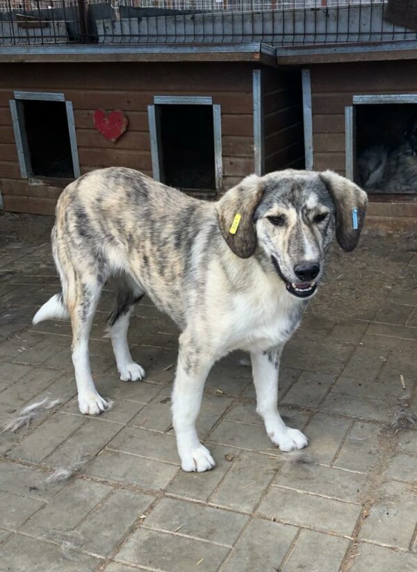 LIENNE (♀) - vermisst 04/24 – Bild 2
