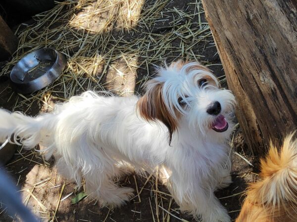 MARILOU - reserviert Second Chance Dogs vermittelt – Bild 2