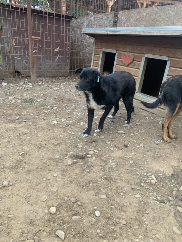 BINI (♀) - seit Anfang 2021 im Shelter – Bild 4