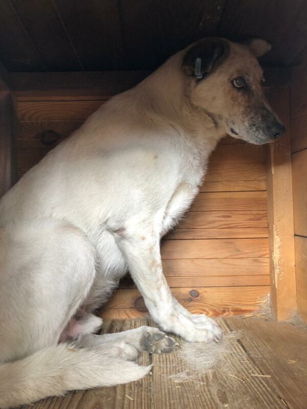 MAGNUS (♂) – Bild 2