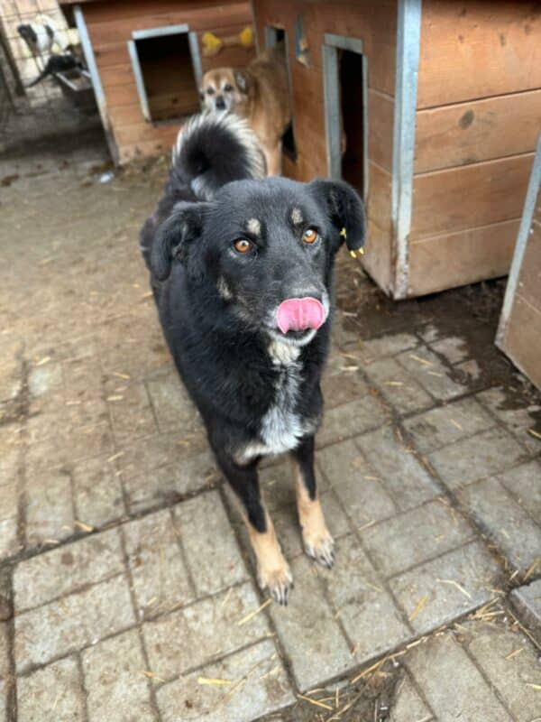 RONYA (♀) - seit 2021 im Shelter – Bild 3