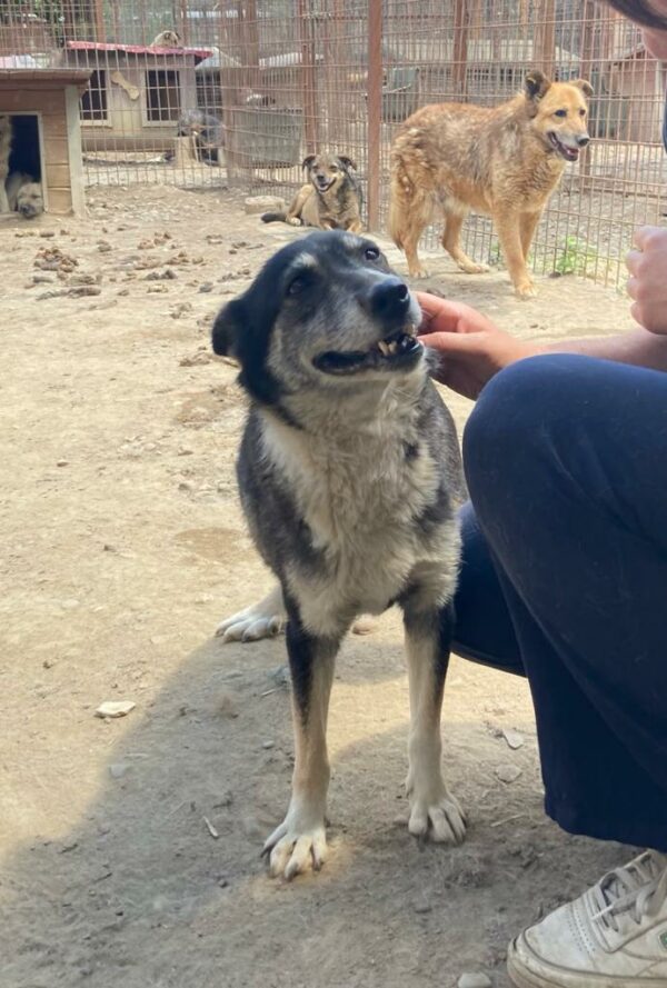LIJANA - reserviert Tierhilfe Lebenswert DR (11.08.) - vermittelt – Bild 2