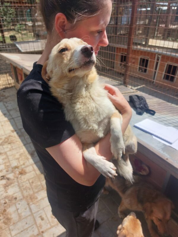 FYNN - reserviert TINO - vermittelt – Bild 4