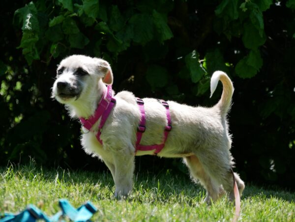 Milly in 21493 Möhnsen - vermittelt – Bild 4