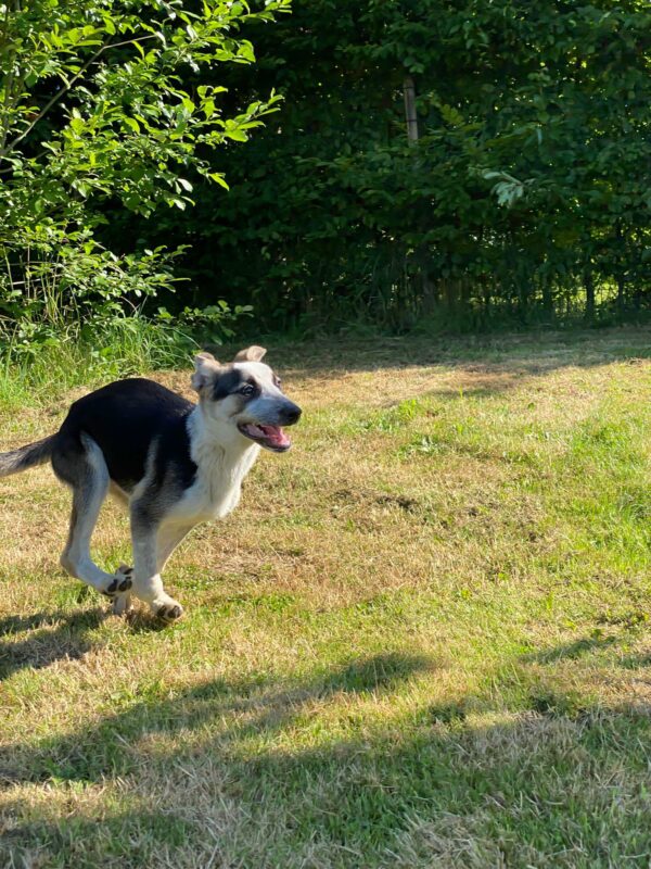 Bettie in 65558 Langenscheid - vermittelt – Bild 6