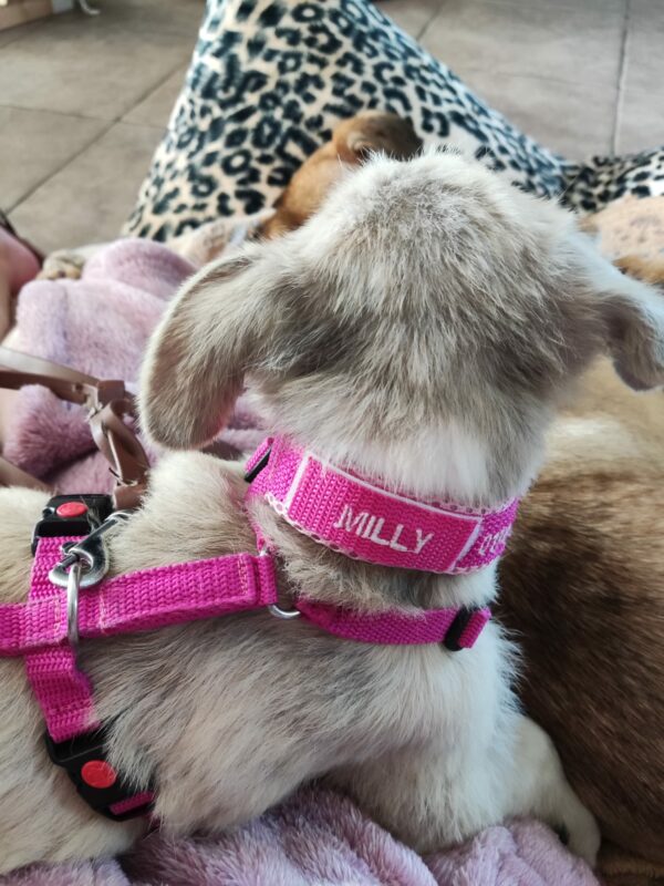 Milly in 21493 Möhnsen - vermittelt – Bild 16