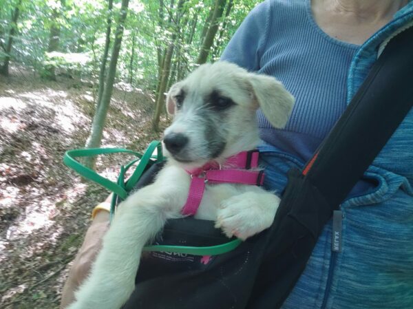 Milly in 21493 Möhnsen - vermittelt – Bild 8