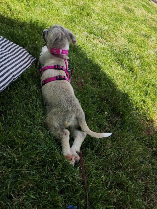 Milly in 21493 Möhnsen - vermittelt – Bild 9