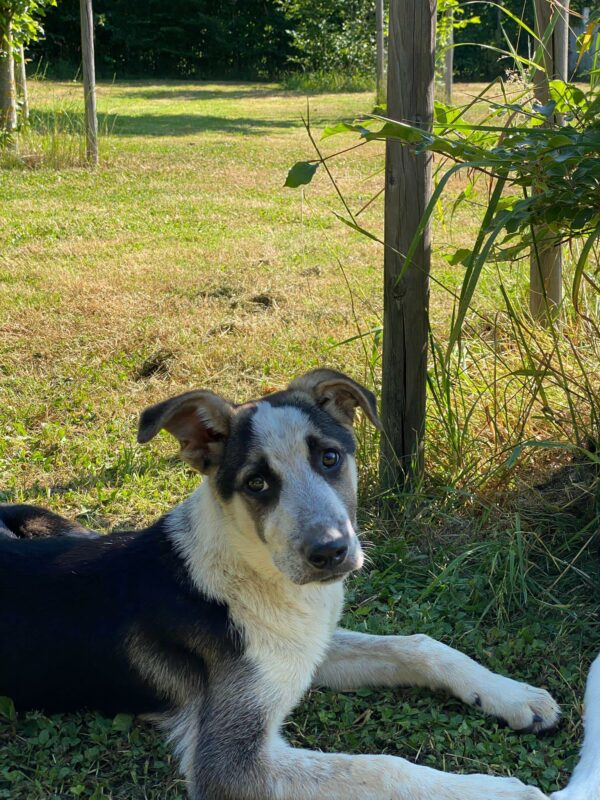 Bettie in 65558 Langenscheid - vermittelt – Bild 5