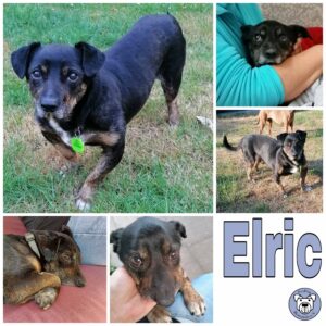Elric in in 27726 Worpswede *vermittelt*