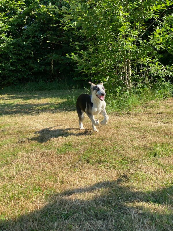 Bettie in 65558 Langenscheid - vermittelt – Bild 3