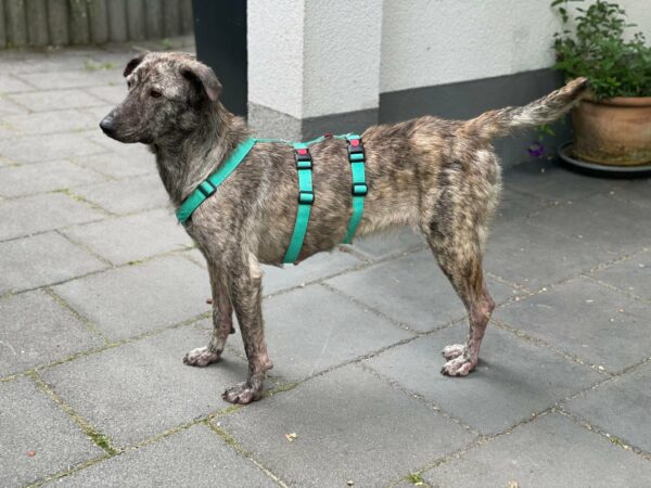 Joffi in 45481 Mülheim an d. Ruhr *vermittelt* – Bild 2