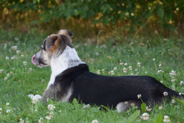 Bettie in 65558 Langenscheid - vermittelt – Bild 20