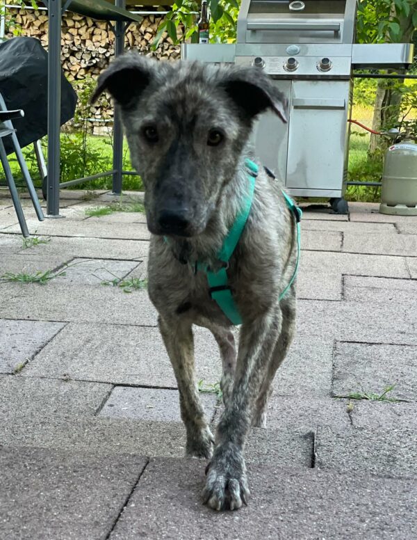 Joffi in 45481 Mülheim an d. Ruhr *vermittelt* – Bild 4