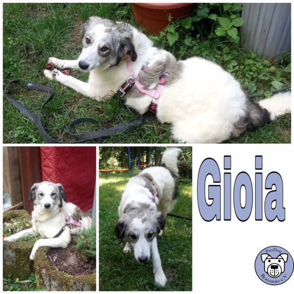 Gioia in 79664 Wehr *vermittelt*