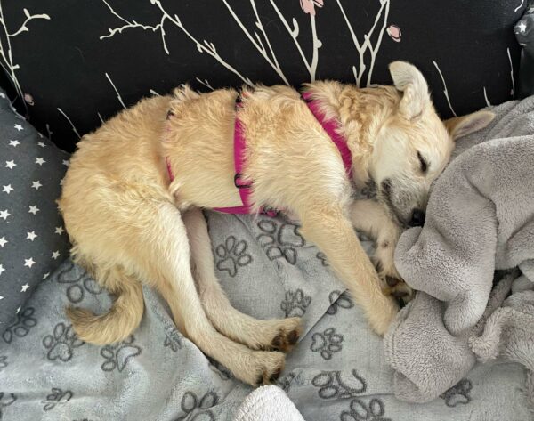 Nala in 16348 Wandlitz *vermittelt* – Bild 4