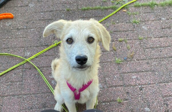 Nala in 16348 Wandlitz *vermittelt* – Bild 8
