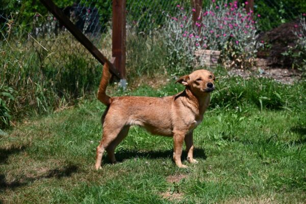 Bessie in 56242 Ellenhausen *vermittelt* – Bild 6