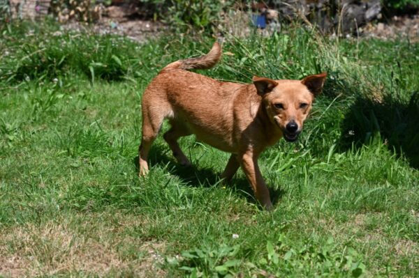 Bessie in 56242 Ellenhausen *vermittelt* – Bild 5