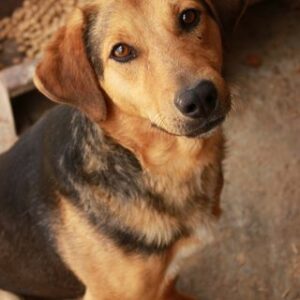 ROSSO - Mobbingopfer - reserviert Manuela - vermittelt