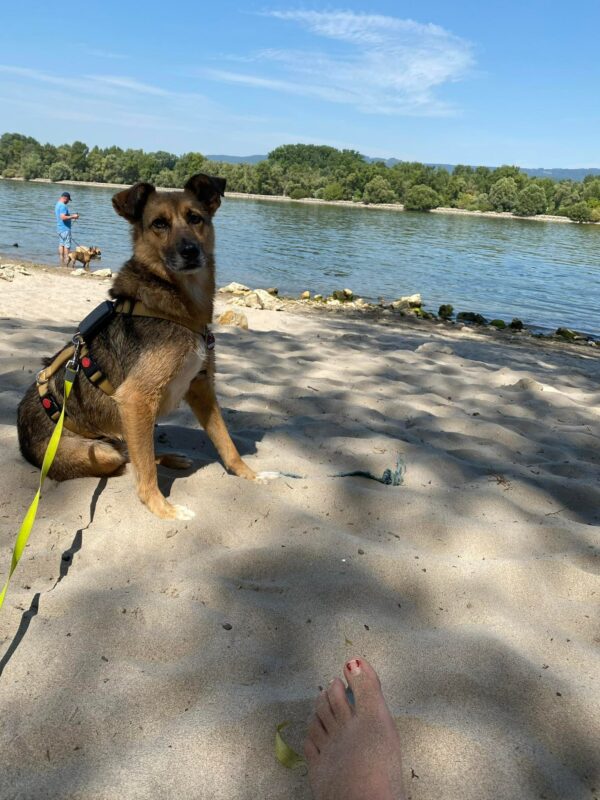 Herbert in 55568 Lauschied *vermittelt* – Bild 8