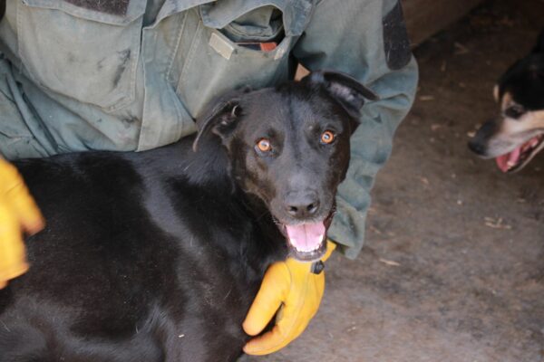 NANUK - vermittelt Betty – Bild 3