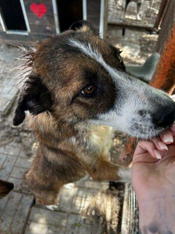 BARRY (♂) - vermittelt Betty – Bild 3