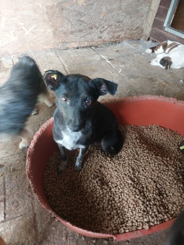 GINNY - auf Pflegestelle in PLZ 5 vermittelt – Bild 3